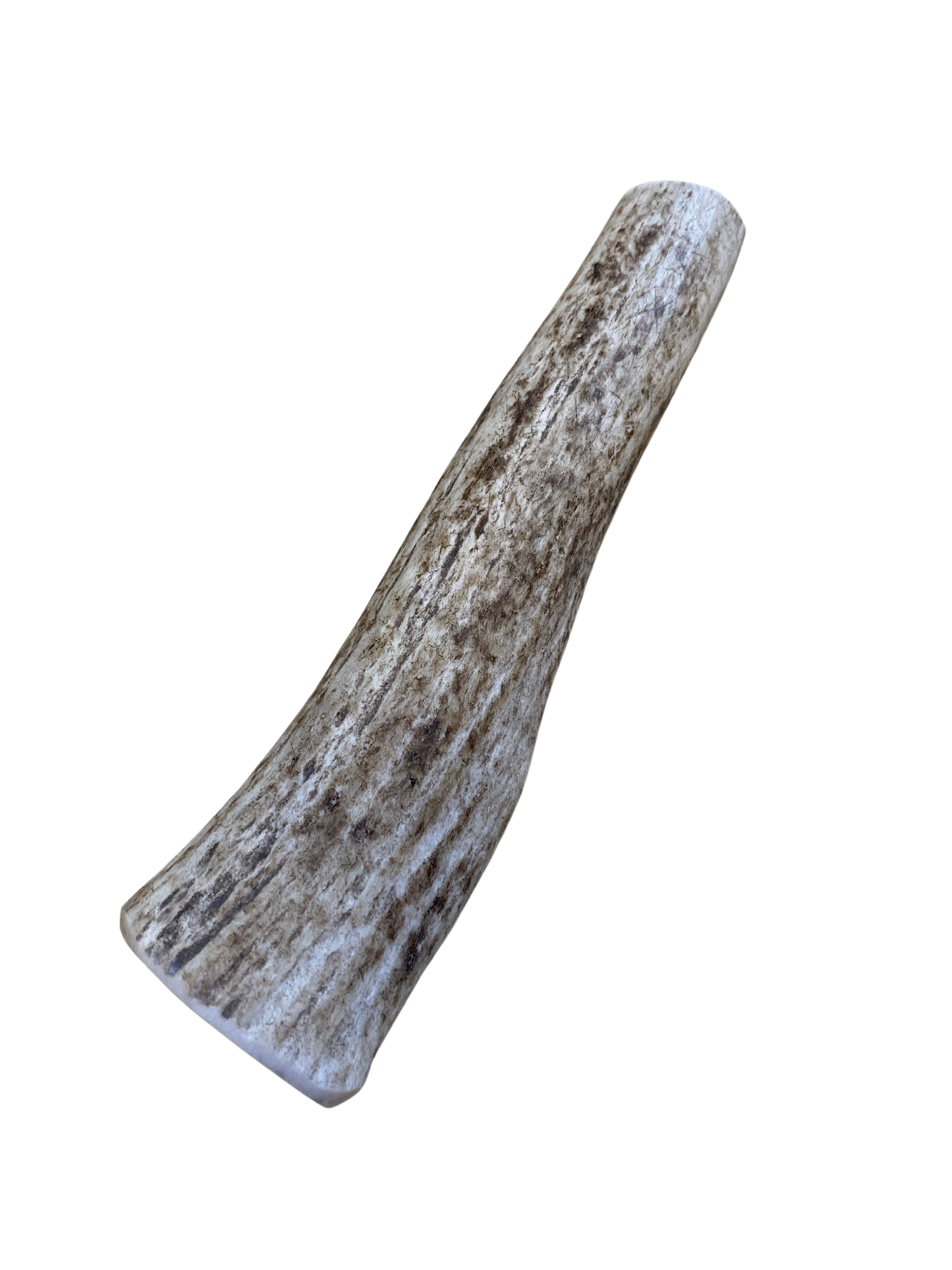 Medium Elk Antler chew